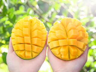 Fresh Cut Mango Halves Held in Hands Against Green Tropical Background