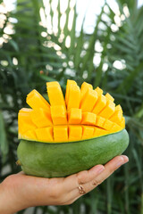 Fresh Ripe Mango Fruit Cut in Cubes Held in Hand Against Tropical Palm Tree Background
