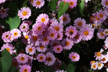 Fototapeta premium Cluster of pink daisies with yellow centers in natural sunlight