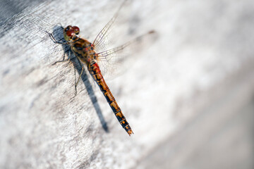 red dragonfly on a twigdragonfly on a branch, nacka,sverige,sweden,summer,stoclholm