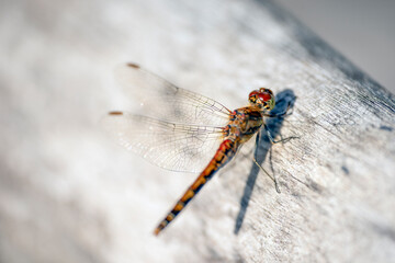 close up of dragonfly on a branchdragonfly on a branch, nacka,sverige,sweden,summer,stoclholm