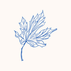 Blue ink sketch illustration of a maple leaf. One-line hand vector drawing.