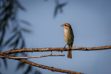 A juvenile Red-backed Shrike perches on a dry, leafless branch against a blue sky on a sunny summer day.	