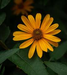 Single Yellow Daisy