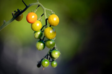 bunch of tomatoes, nacka,sverife,sweden,summer,mats,vegetables