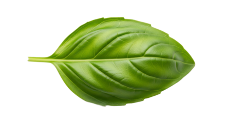Fresh basil leaf image