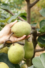 Fresh Green Pear Being Picked from Tree Branch in Organic Orchard