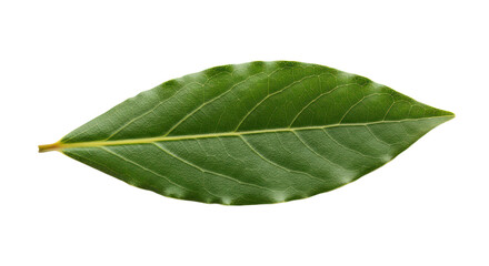 Fototapeta premium Fresh bay leaf isolated on transparent background
