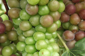 Bountiful Grape Harvest in Xinjiang Vineyards - Fresh Green and Purple Grapes Ripening on Vine