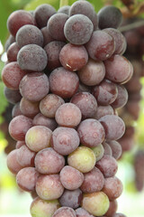 Bountiful Purple Grapes Ready for Harvest in Xinjiang Vineyard