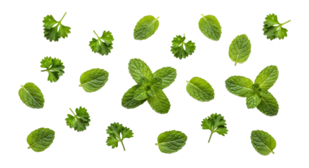 Fresh herbs pattern arrangement