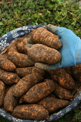 Freshly Dug Potatoes Harvest - Organic Garden Vegetables in Farmer's Hands