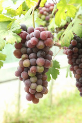 Bountiful Purple Sweet Grapes on Vines During Harvest Season in Xinjiang Vineyard
