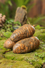 Freshly Dug Wild Chinese Asparagus Roots Traditional Medicine Alpine Harvest