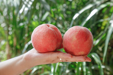 Fresh Red Peaches in Hand with Green Nature Background - Ripe Summer Fruit Harvest
