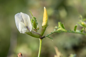 Fine-leaved vetch flowers bloom in sunlight with delicate white petals and green leaves in natural...
