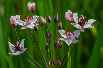 Flowering rush blooms beautifully in a lush wetland habitat with striking white and pink petals