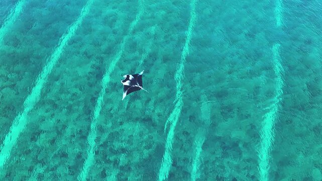 Aerial view of a black and white manta ray gliding through the turquoise water, a vibrant dance of nature's artistry, Naavaidhoo, Haa Dhaalu City, Maldives.