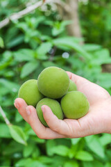 Fresh Green Yunnan Alpine Plums in Farmer's Hands - Organic Fruit Harvest