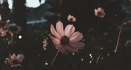 Soft pink cosmos flower in a garden setting, backlit by golden light