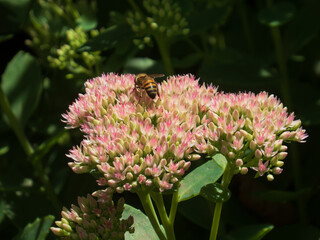Honeybee Pollinating a Pink Sedum Flower