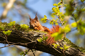 Squirrel on a Tree