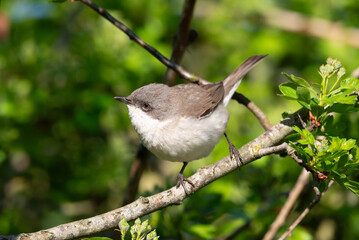 Lesser Whitethroat on a Branch