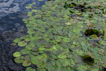 Floating Frogbit plants thrive in still water creating lush green patches on a calm surface