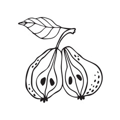 Vector outline clip art with pear cut in half with a leaf, hand drawn. Elegant and minimalistic fruit design element. Black and white. Hand drawn. 