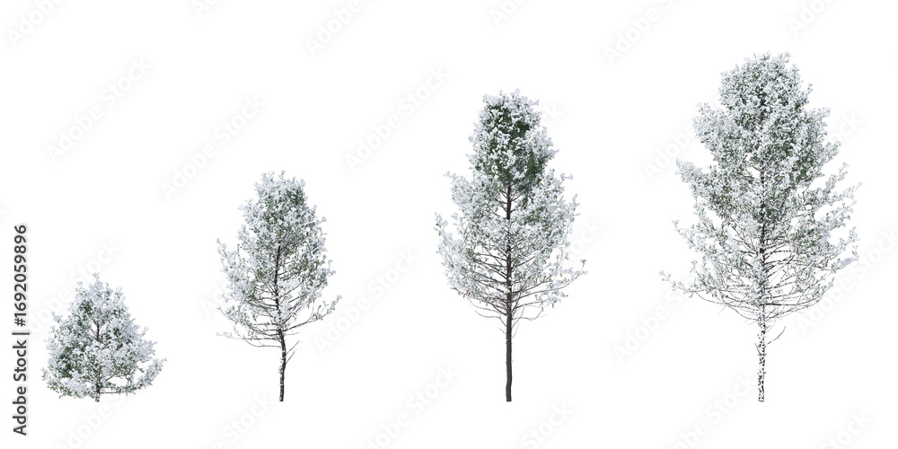 Poster cut out realistic winter snow trees collection on transparent backgrounds. high quality 3d rendering