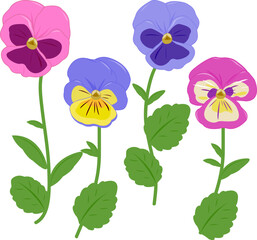 Pansy flowers set. Pretty violets in white background. Colorful pansies in springtime. Cute pansy blossom collection of different color varieties. Vector illustration set