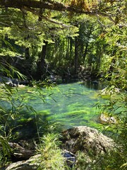 Obraz premium A stunning view of the river in the forest with leaves and rocks around it. deep green colors of nature. The water is crystal clear and see through. South of Chile.