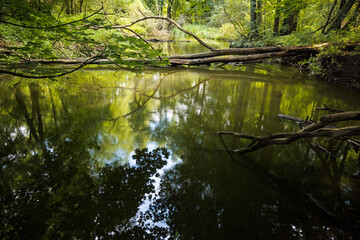 Forest river with tree branches fallen into the water.
