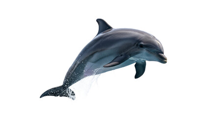 Jumping dolphin transparent background © Fandy creators