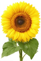 Obraz premium Bright yellow sunflower with dark center, green leaves on a white background