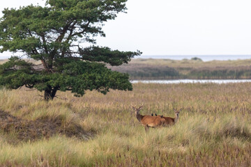 Hirsche am Darßer Ort.