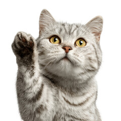 Adorable Gray Cat with Lively Eyes and Playful Paw Gesture