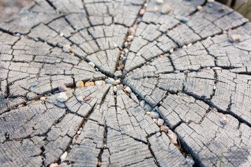 Old tree stump with cracks and small stones, natural rustic wood texture background