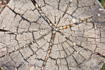 Obraz premium Old tree stump with cracks and small stones, natural rustic wood texture background