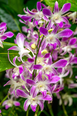 Obraz premium Cut flower orchid Dendrobium Evi in Singapore Botanical garden