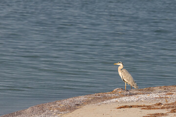 Graureiher am Darßer Ort.