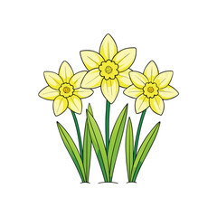 A vibrant group of yellow daffodils blooming beautifully on a clean white background for spring and floral designs