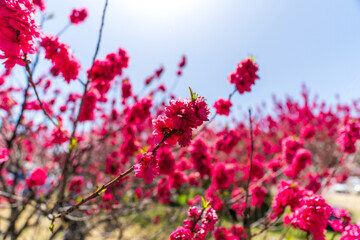 250421昼神温泉郷花桃の里