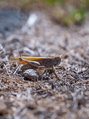 grasshopper macro shoot