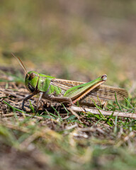 grasshopper macro shoot