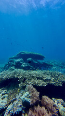 Sunlight underwater over a coral reef. View of a coral reef in a shallow warm tropical sea illuminated by the sun's rays. The sun's rays pass through the thickness of the water over the coral reef.