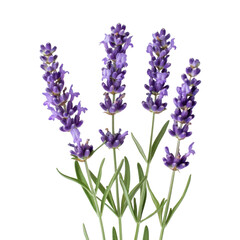 Obraz premium Beautiful bunch of lavender flowers with delicate purple blooms showcasing nature's charm in a serene setting