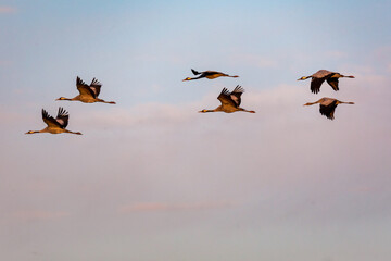 Fliegende Kraniche am Pramort.