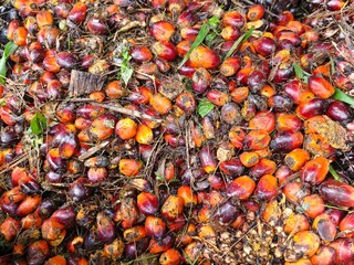 ripe oil palms that have become brondolan