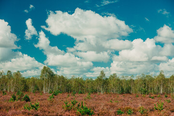 Blossom Calluna vulgaris flowers in forest, Lower Silesia, Poland